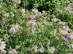 Securigera varia