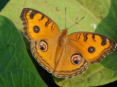 Junonia almana javana