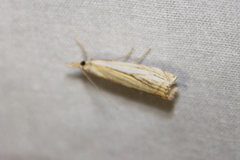 Crambus saltuellus