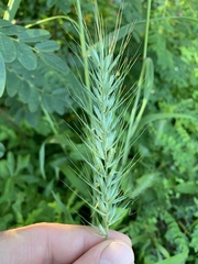 Elymus glabriflorus