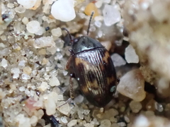 Phaleromela variegata