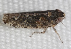 Dixianus utahnus