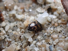 Phaleromela variegata