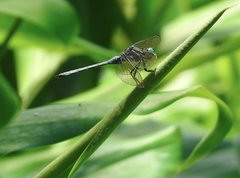 Orthetrum luzonicum