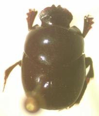 Canthidium subdopuncticolle