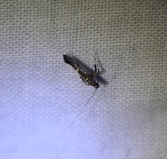 Caloptilia triadicae