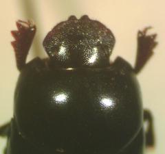 Canthidium subdopuncticolle