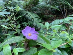 Melastoma sanguineum
