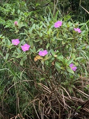 Melastoma sanguineum