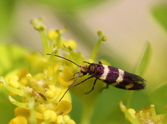 Micropterix aureatella