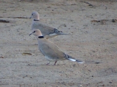 Streptopelia vinacea