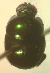 Canthidium subdopuncticolle