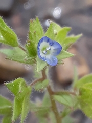 Veronica biloba