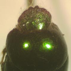 Canthidium subdopuncticolle