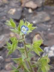Veronica biloba