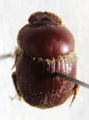 Canthidium tuberifrons