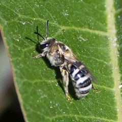 Lasioglossum sisymbrii