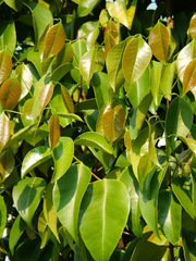 Memecylon oleifolium