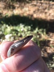 Plestiodon skiltonianus interparietalis