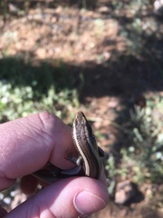 Plestiodon skiltonianus interparietalis