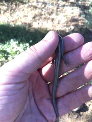 Plestiodon skiltonianus interparietalis