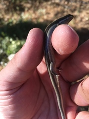 Plestiodon skiltonianus interparietalis