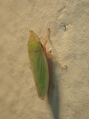 Draeculacephala balli