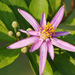 Crossberry - Photo (c) 106611639464075912591, some rights reserved (CC BY-NC-SA), uploaded by 106611639464075912591