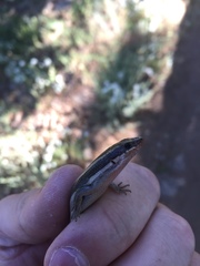 Plestiodon skiltonianus interparietalis