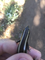 Plestiodon skiltonianus interparietalis