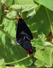 Ctenucha