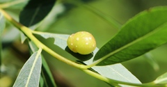 Euura acutifoliae