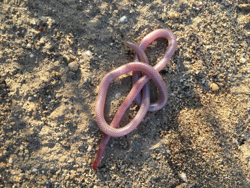 Desert Blind Snake