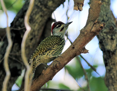 Campethera abingoni suahelica