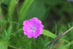 Geranium palustre