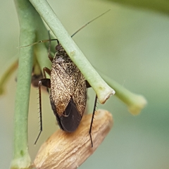 Lepidargyrus ancorifer