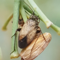 Lepidargyrus ancorifer