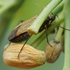 Lepidargyrus ancorifer