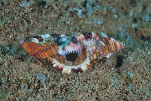 Monoplex pilearis observed 2020-06-13