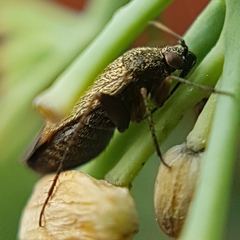 Lepidargyrus ancorifer