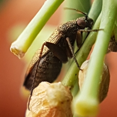 Lepidargyrus ancorifer