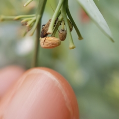 Lepidargyrus ancorifer
