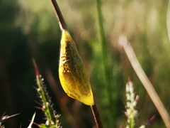 Zygaena filipendulae