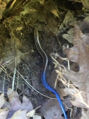 Plestiodon skiltonianus interparietalis