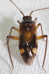Eustictus