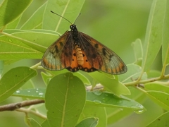 Acraea neobule neobule