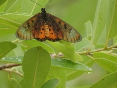Acraea neobule neobule