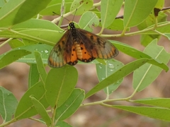 Acraea neobule neobule