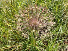 Liliopsida