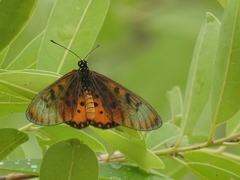 Acraea neobule neobule